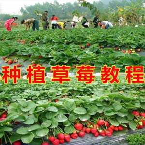 草莓种植技术全套视频教程大全科学培训方法经验大棚栽培教程资料-料星球资源社