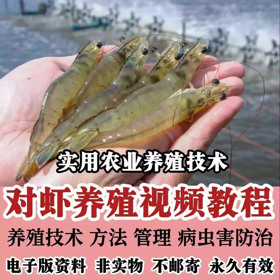 对虾养殖技术视频教学教程水质管理日常养护疾病防治南美白素材-料星球资源社