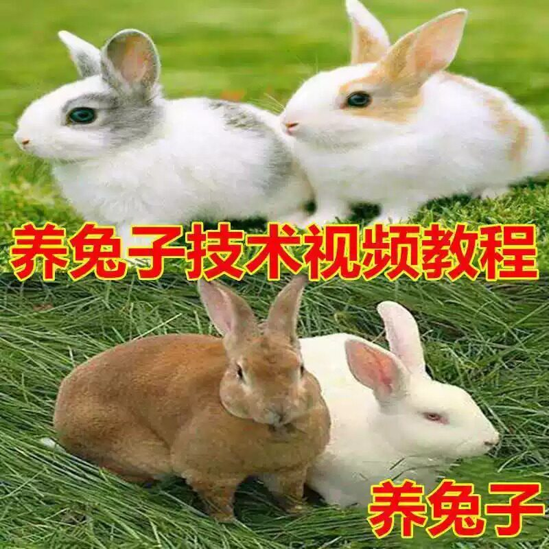 养兔子技术自学全套视频教程大全兔子养殖教程学畜牧养殖视频教程-料星球资源社