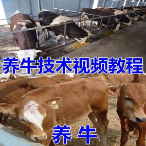 养牛养羊视频教程疾病防治挤奶牛场建设放牧饲养猪技术全套发育-料星球资源社