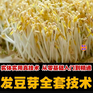 自学发豆芽技术资料豆芽加工制作方法教学 培育豆芽商用视频教程-料星球资源社